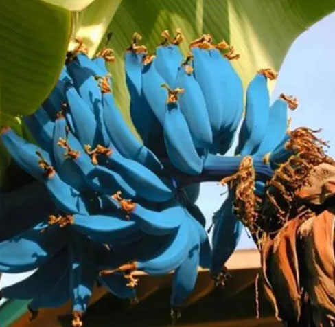 Blue Java Banana