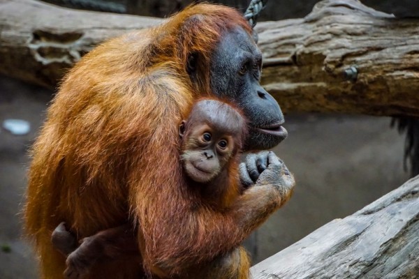 6 Fakta Unik Orang Utan, Hewan Paling Berisik di Dunia