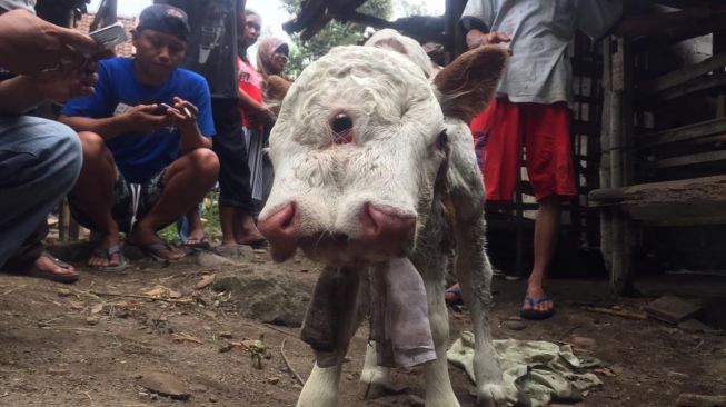 Aneh Tapi Nyata Anak Sapi di Blitar Terlahir Dengan 2 Mulut dan 3 Mata