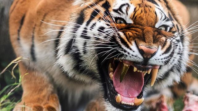 7 Potret Pemasangan Gigi Emas pada Harimau Ini Bikin Takjub