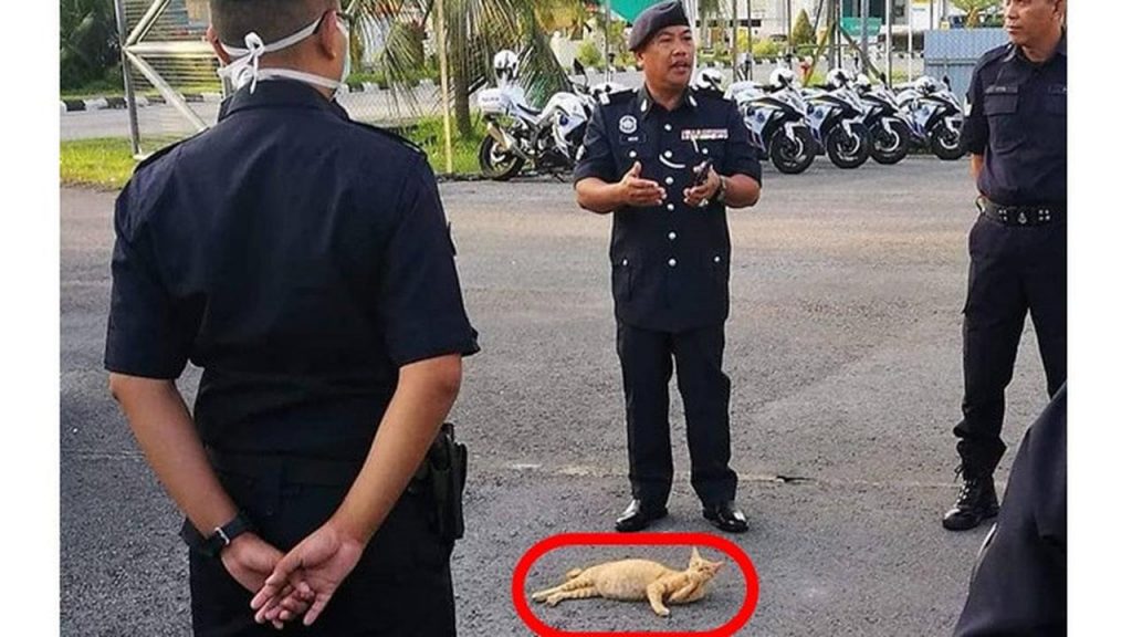 Kelakuan 5 Kucing Cari Perhatian Ini Bikin Tepuk Jidat